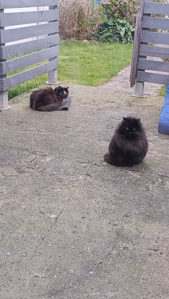 Audrey et les chats sans toît tweet media