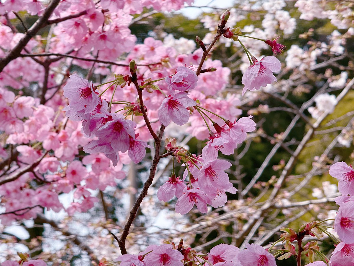 めろん🍈melon tweet media