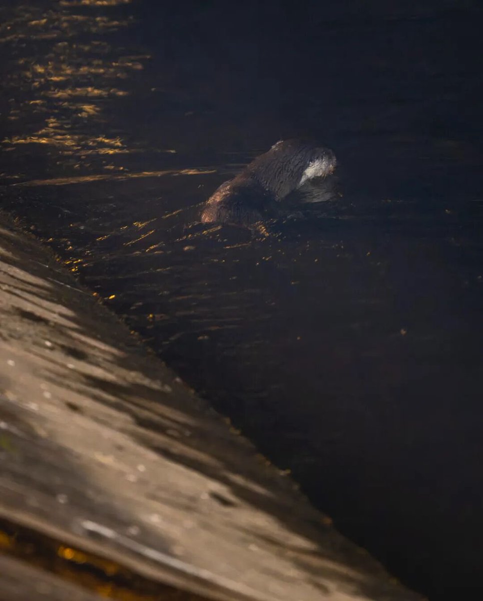 𝙋𝙖𝙨𝙨𝙡𝙪𝙤 tweet media