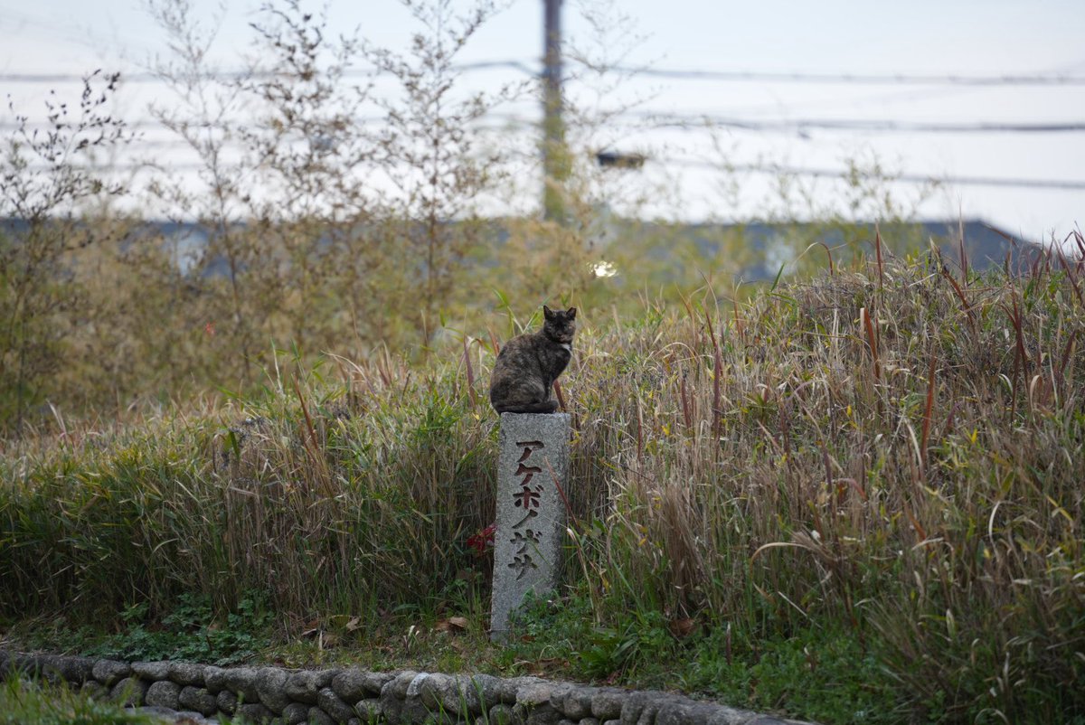 くれっせんと （あき） tweet media