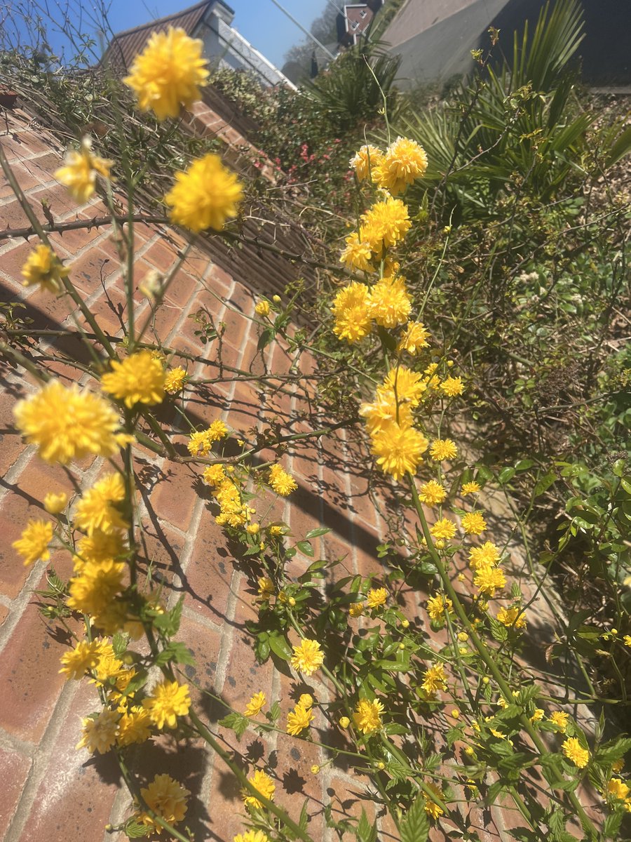 Trinkle. tweet media