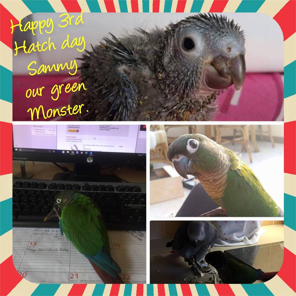 Northern Parrots tweet media