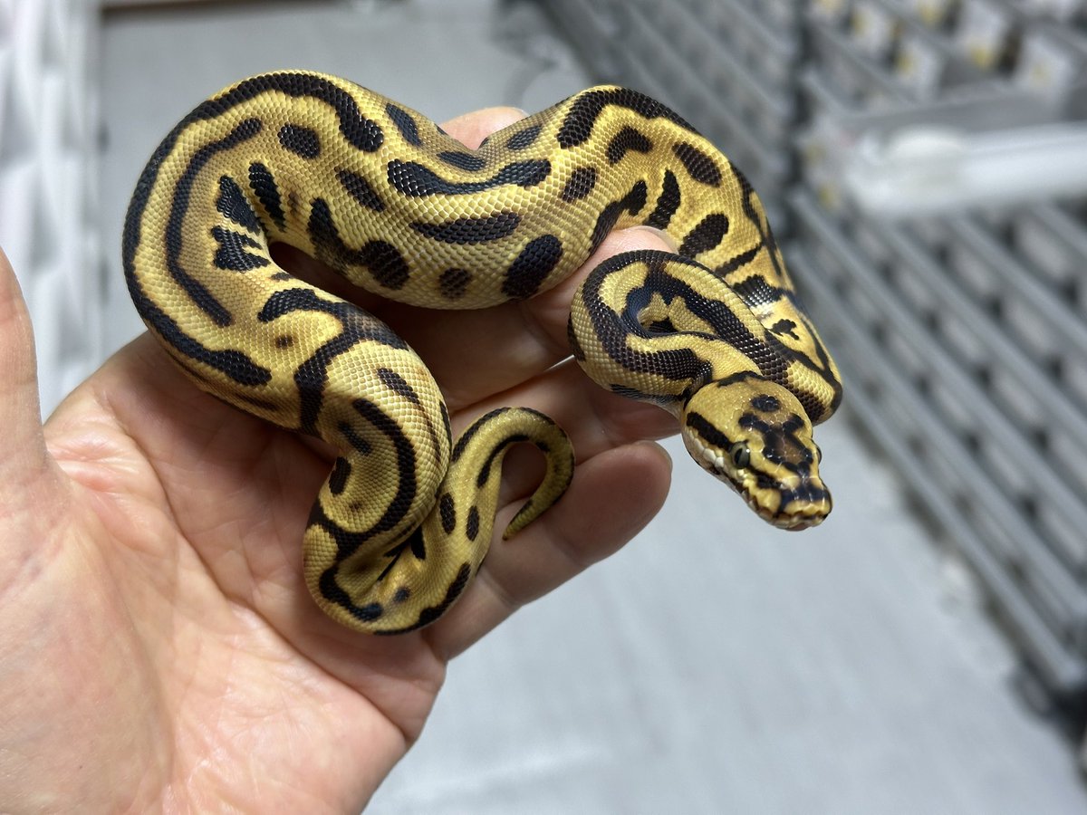 Violet B•P ボールパイソン tweet media