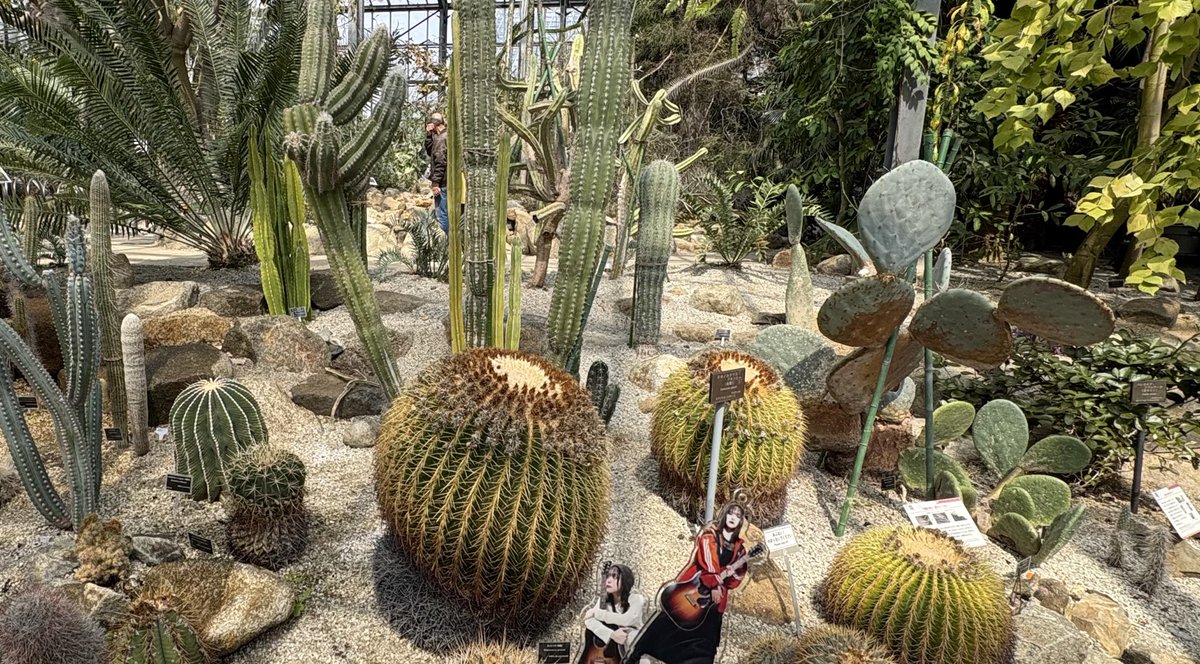 セリナズナゴギョウハコベラホトケノザスズナスズシロ📛 tweet media