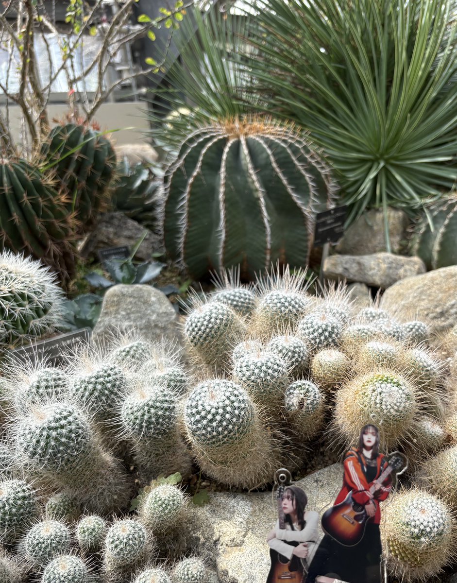 セリナズナゴギョウハコベラホトケノザスズナスズシロ📛 tweet media