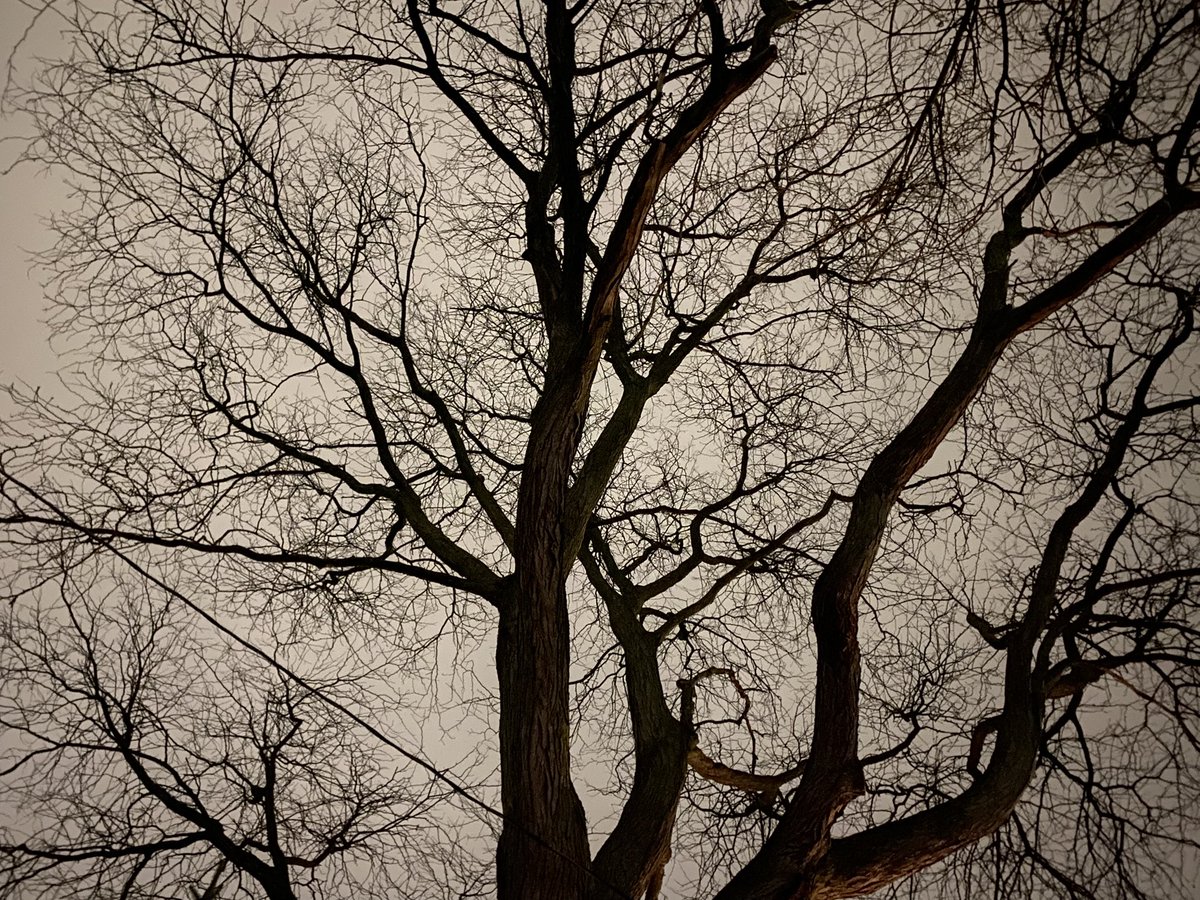 pondaroski's tweet image. 20260313 26°F Friday The Thirteenth Bonfire After A Long Day During These Un-Normal Times,, Rochester, NY. Z.
#pondaroski
#joeziolkowski
#unnormal
#jflack13
#bambiflax
#trajectoryportfolio
#blazin
#bonfire
#atmyfeet
#lookingup
#time
#atmyfeet
#accentlight
#artishard