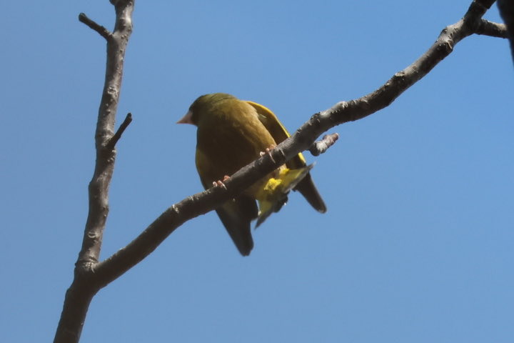 うーん遠くて下からしか見えなかったけど、君はカワラヒワかい？