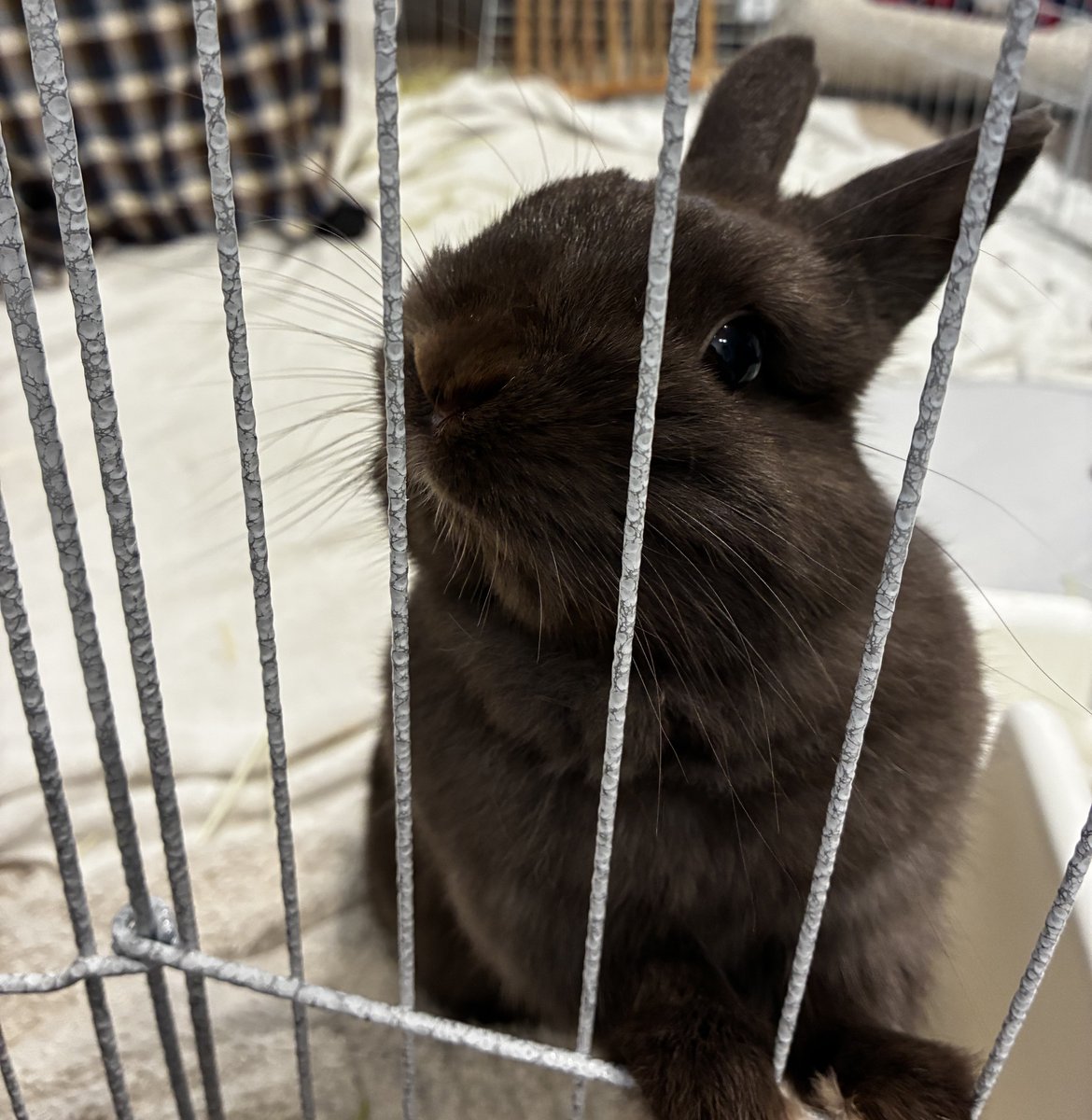 うさぎのもこ tweet media