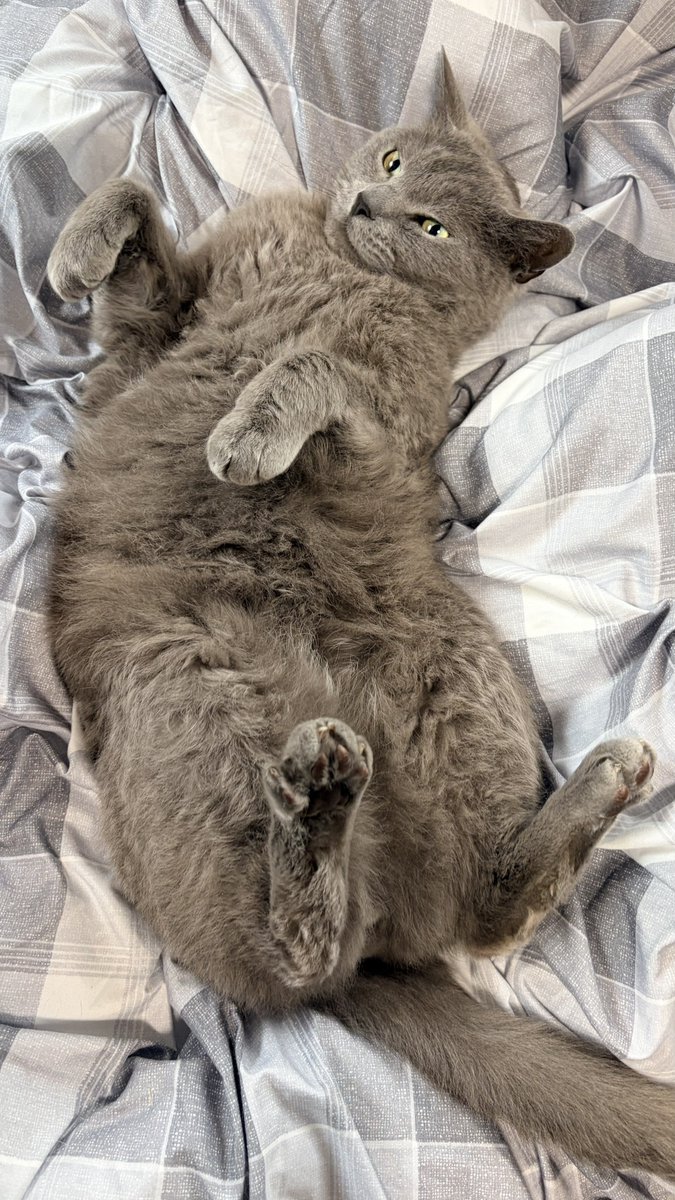 ねこちあ tweet media