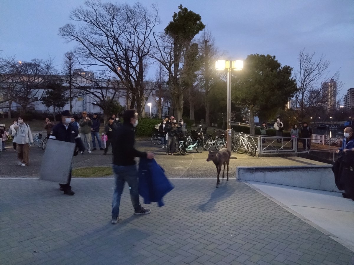 Cervidae🌸 tweet media