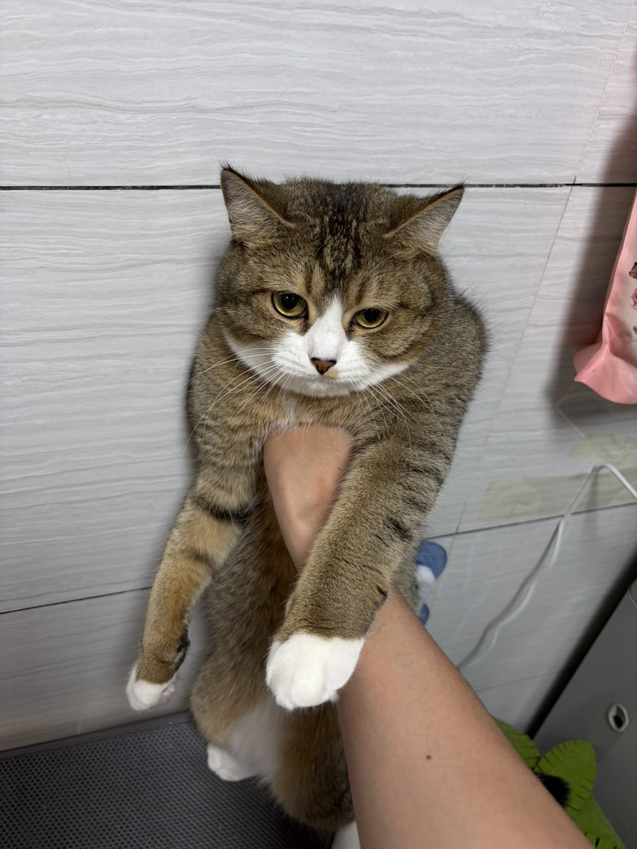 wangnim92577451's tweet photo. @Amateur8888 把猫猫叫起来拍照🤓 https://t.co/K8twnjNtP5