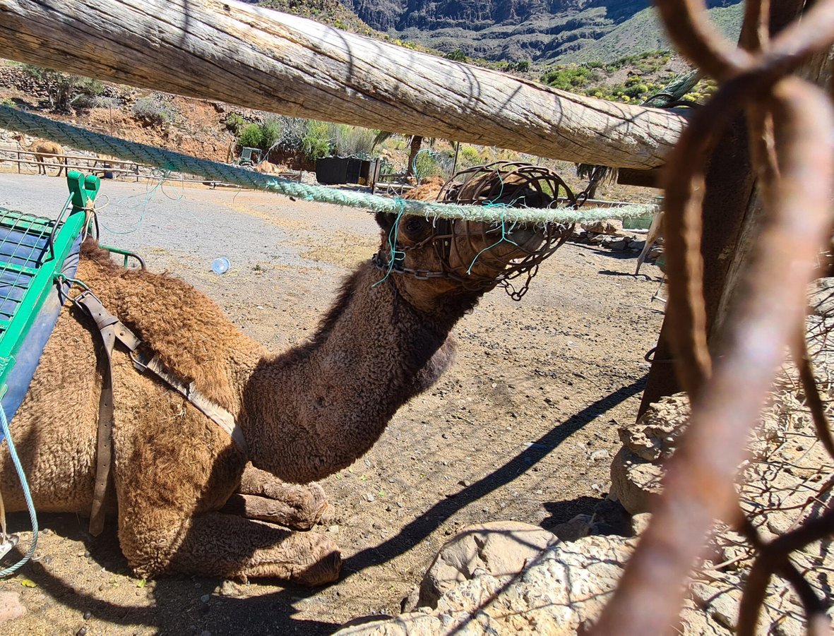 Esta es la imagen que ofrece Canarias al turismo nacional e internacional: animales encadenados.

⬇️FIRMA PARA ACABAR CON ESTO⬇️
change.org/canariancamels
change.org/canariancamels