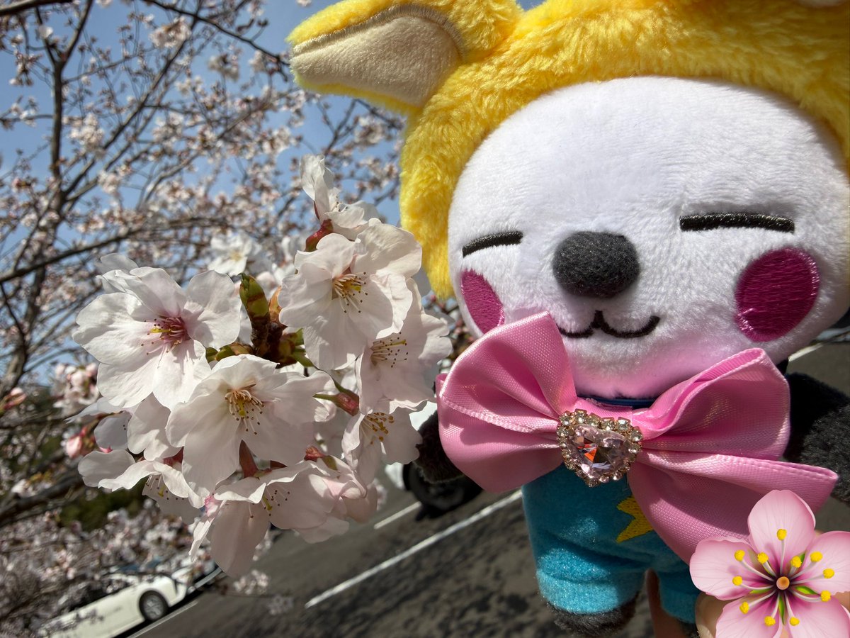 スタジアムの桜が咲いていたので試合前にさんだーちゃんとお花見🌸
#さかいさんだー
#さんだーといっしょ