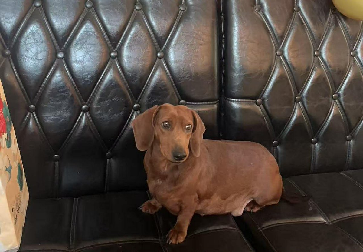 Dog Meat Trade Dachshund Rescue & Support Group tweet media