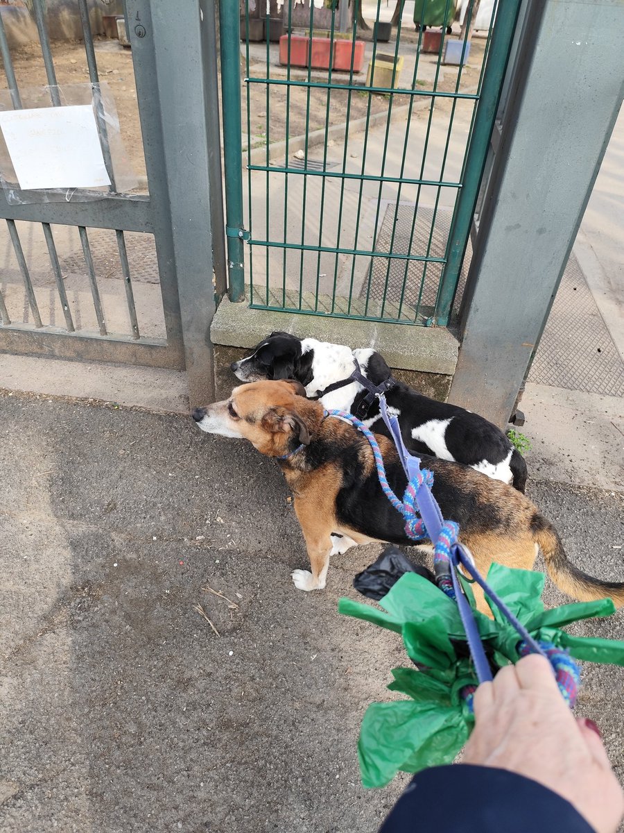 Jack & Timos - senior dogs tweet media