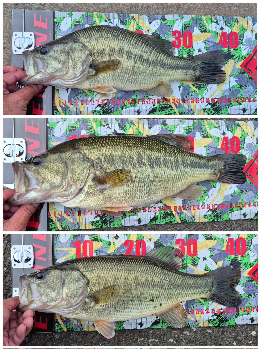 アキラ バス釣り ラーショ tweet media