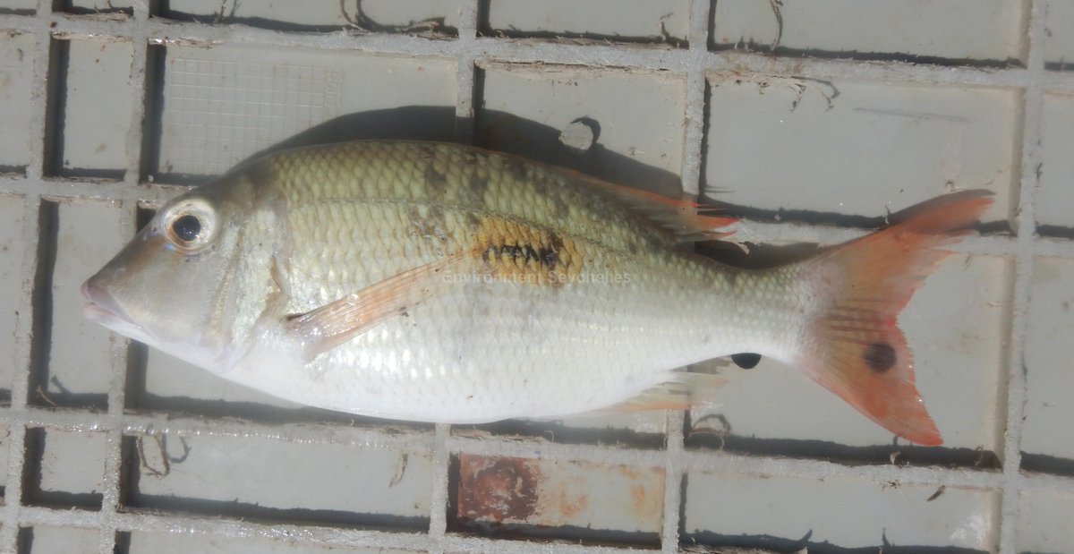 John Nevill tweet media