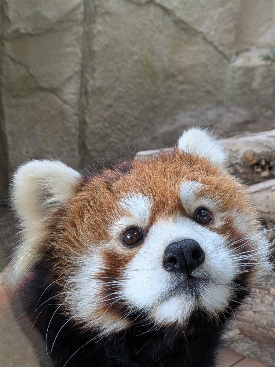 卯留煤 tweet media