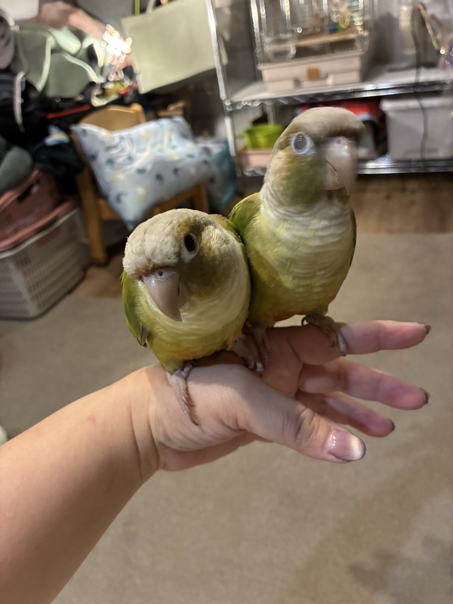 sao_bisco's tweet photo. せっかくぽっちゃんのアクロバティック撮ろうとしたのにぃ､､､
ちびーずが交互に邪魔しにくる🤣 https://t.co/4SD33yT6io