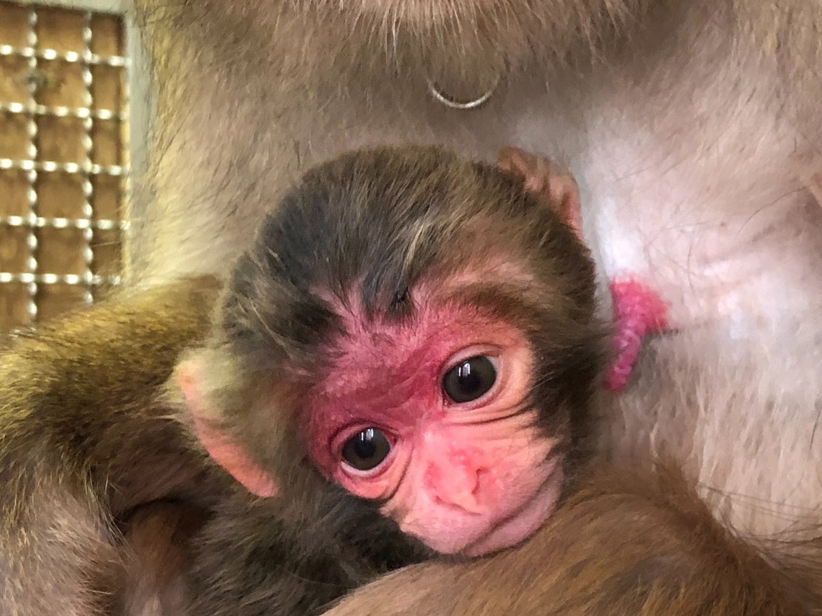 【ご報告】
この度二助企画に新しい命が誕生致しました。

昨日産まれたばかりのおそらく女の子です！！

母きなこ&amp;父くらのすけ(くらのすけファミリー🧑‍🧑‍🧒)
暖かく見守ってくれると嬉しいです✌️

お名前が決まったらまたご報告させて頂きます！

#monkey #ニホンザル