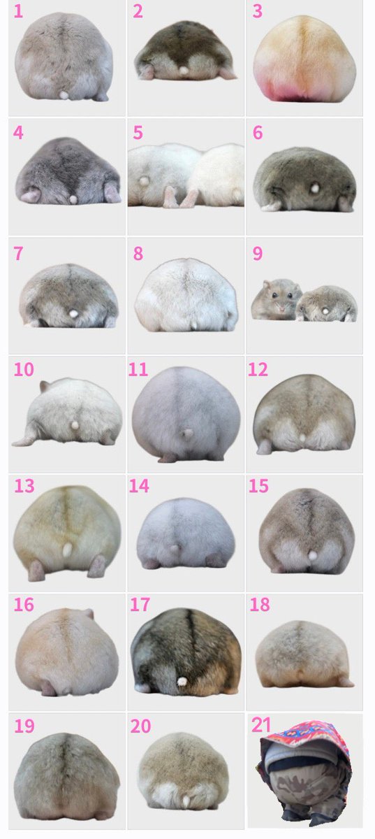 햄스터 엉덩이 모음