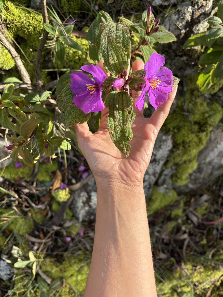 Mina Ghorbani tweet media