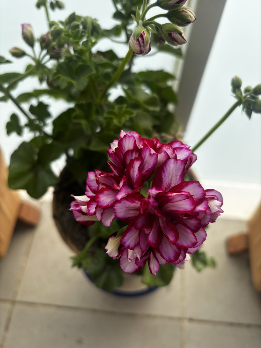 Víctor D. Regalado González-Serna tweet media