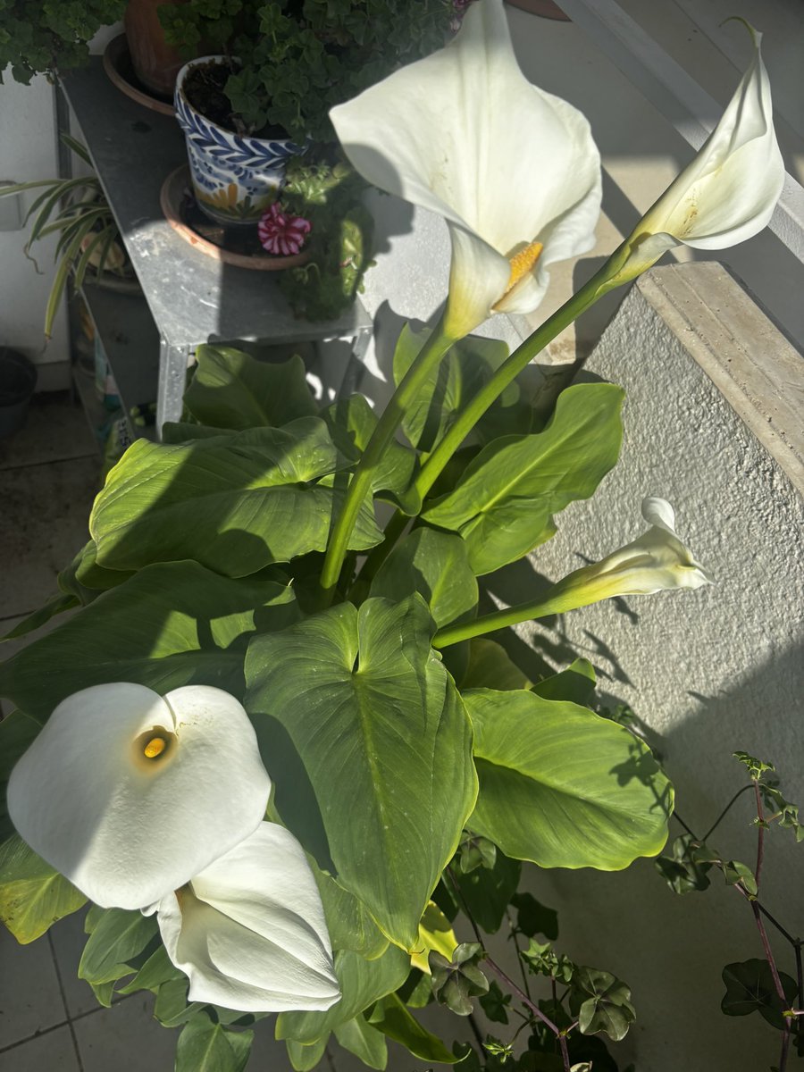 Víctor D. Regalado González-Serna tweet media