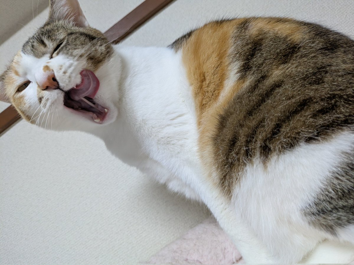 ユズねこ/上岸ゆう tweet media