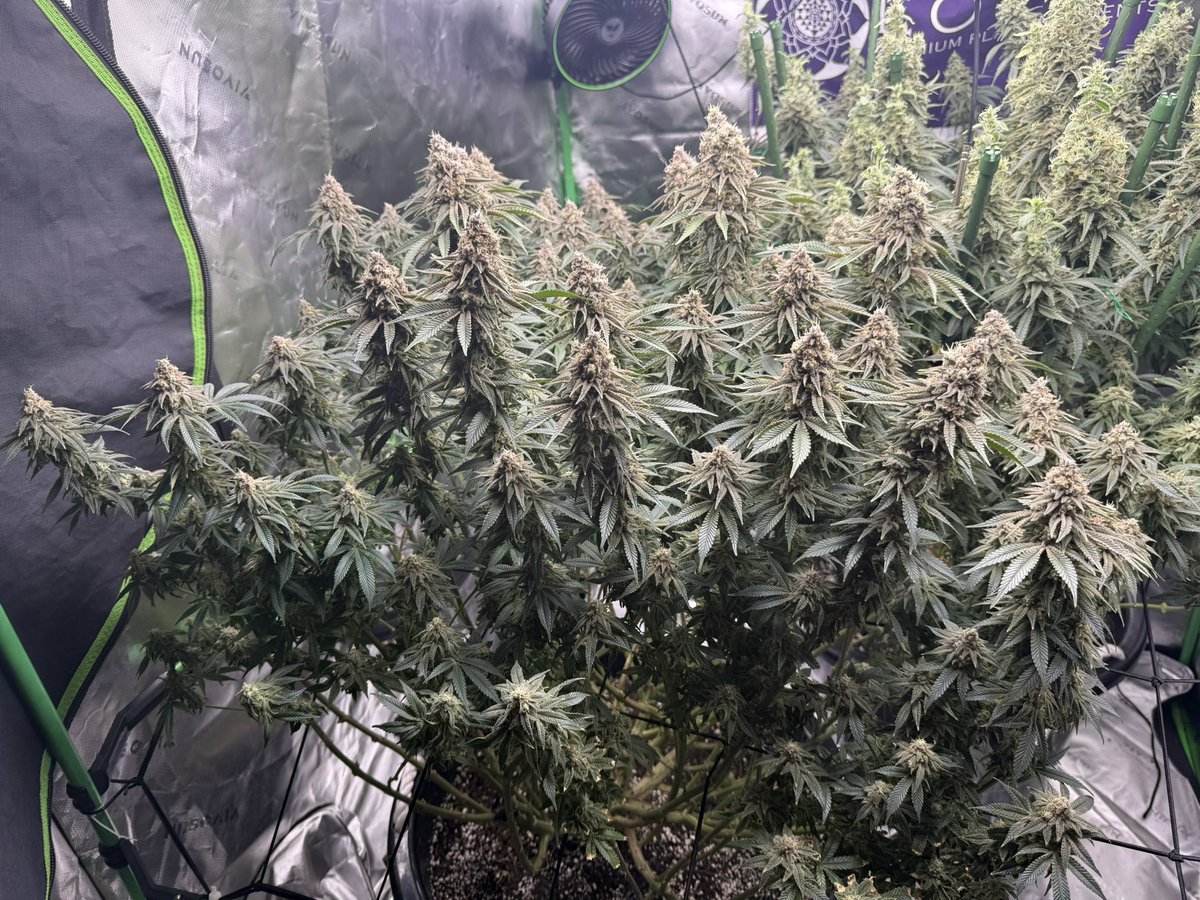 cptn nugz tweet media