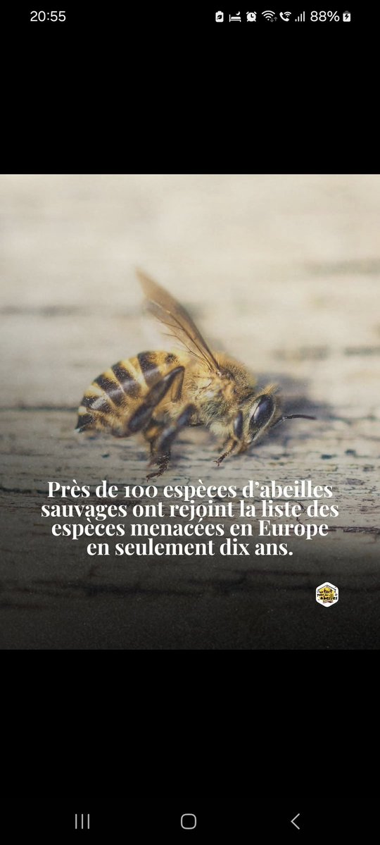 PBE 🦔🌳🐤🐾 tweet media