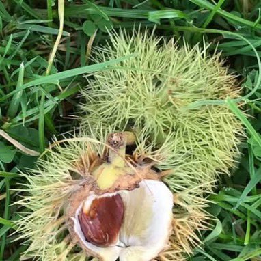 fat girl walking tweet media