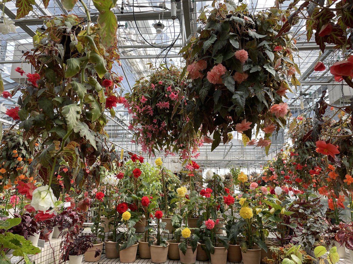 せっかく動物園植物園共通年パス持ってるから行かなくちゃ！歩かなくちゃ！一部満開の桜にはメジロちゃんが集中してやってくるので写真撮りやすい❣️
春だなぁ🌸