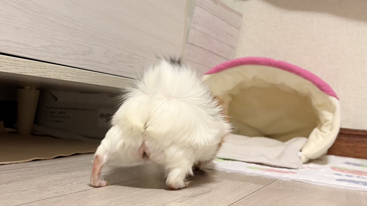 あめの飼い主🐹 tweet media