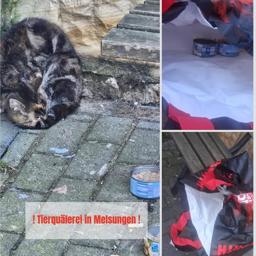 yolanda schultes tweet media