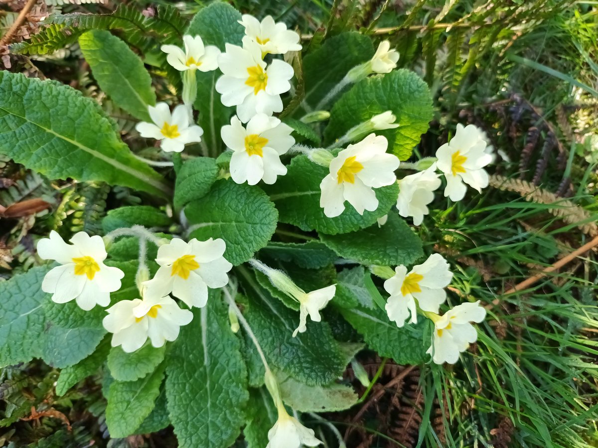 Anne ..BAIRNS NOT BOMBS tweet media