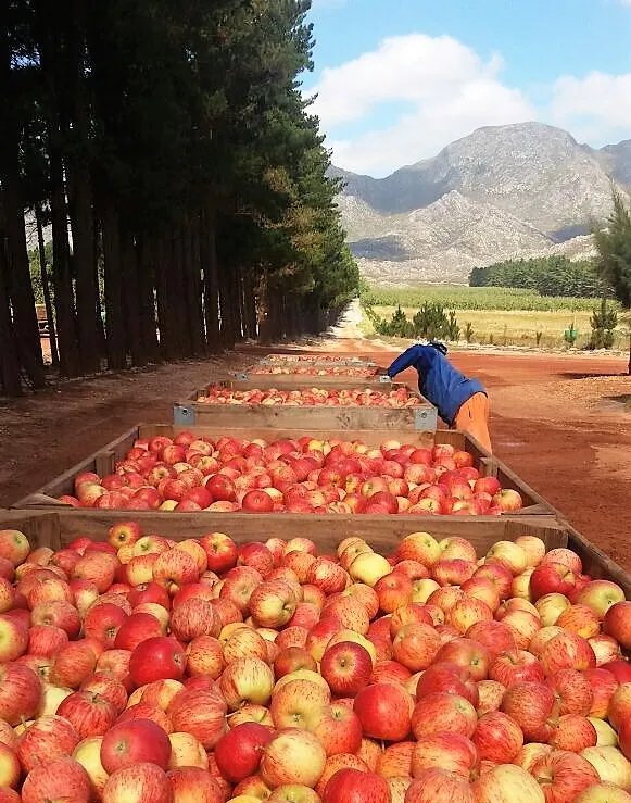 Africa First tweet media