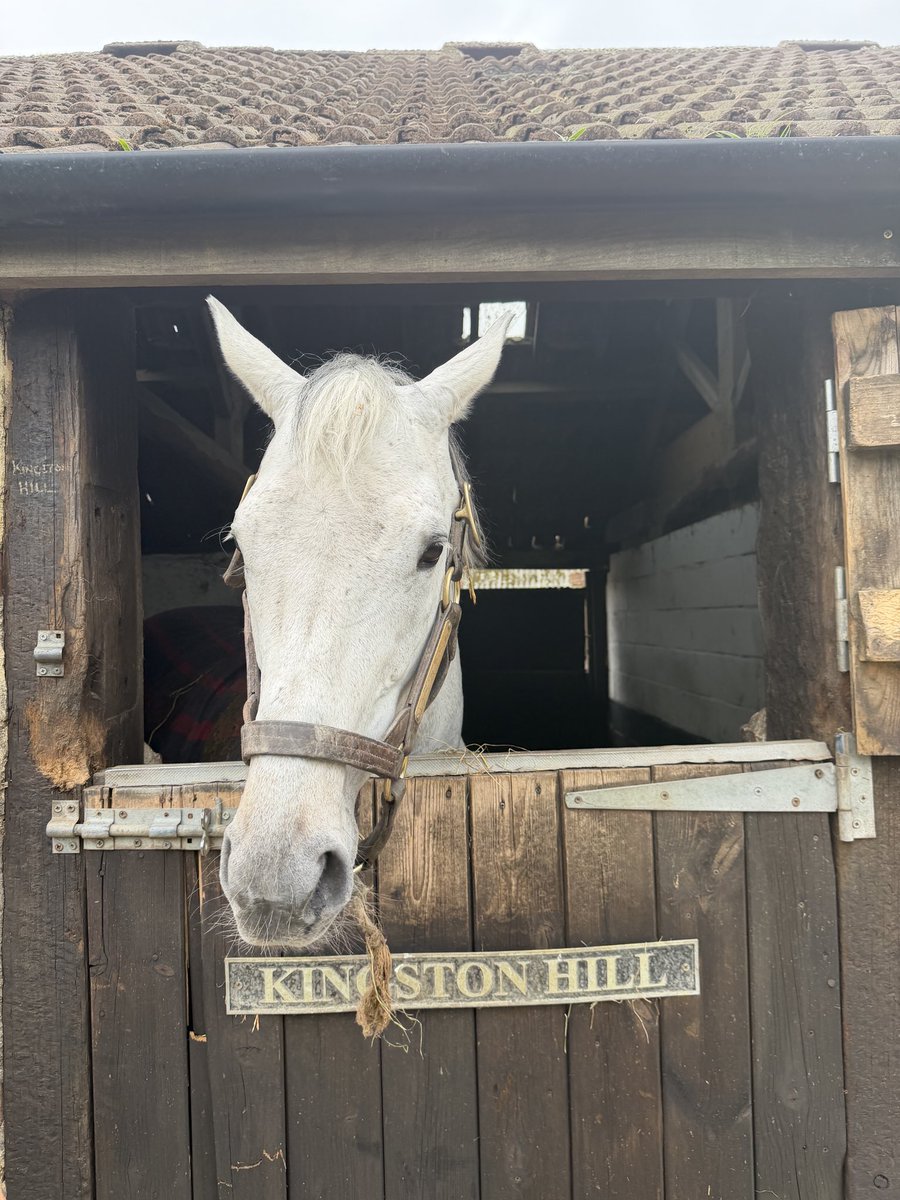 captainnash's tweet photo. Went to see the grey lad a couple of days ago, to say he’s in great fettle would be an understatement!! 
He knows spring is in the air 😜
KINGSTON HILL https://t.co/CmOvG3uhAq