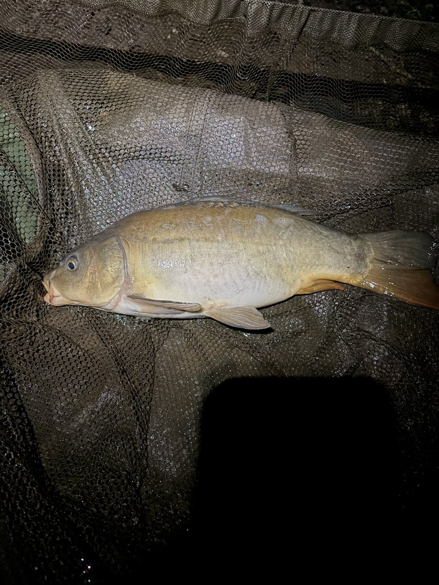 FishingTheMind CIC🎣🧠 ®️ tweet media