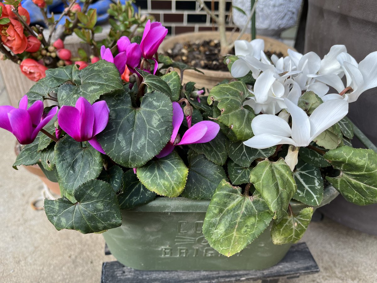 MA(まー)_春例大祭「ち39B」 tweet media