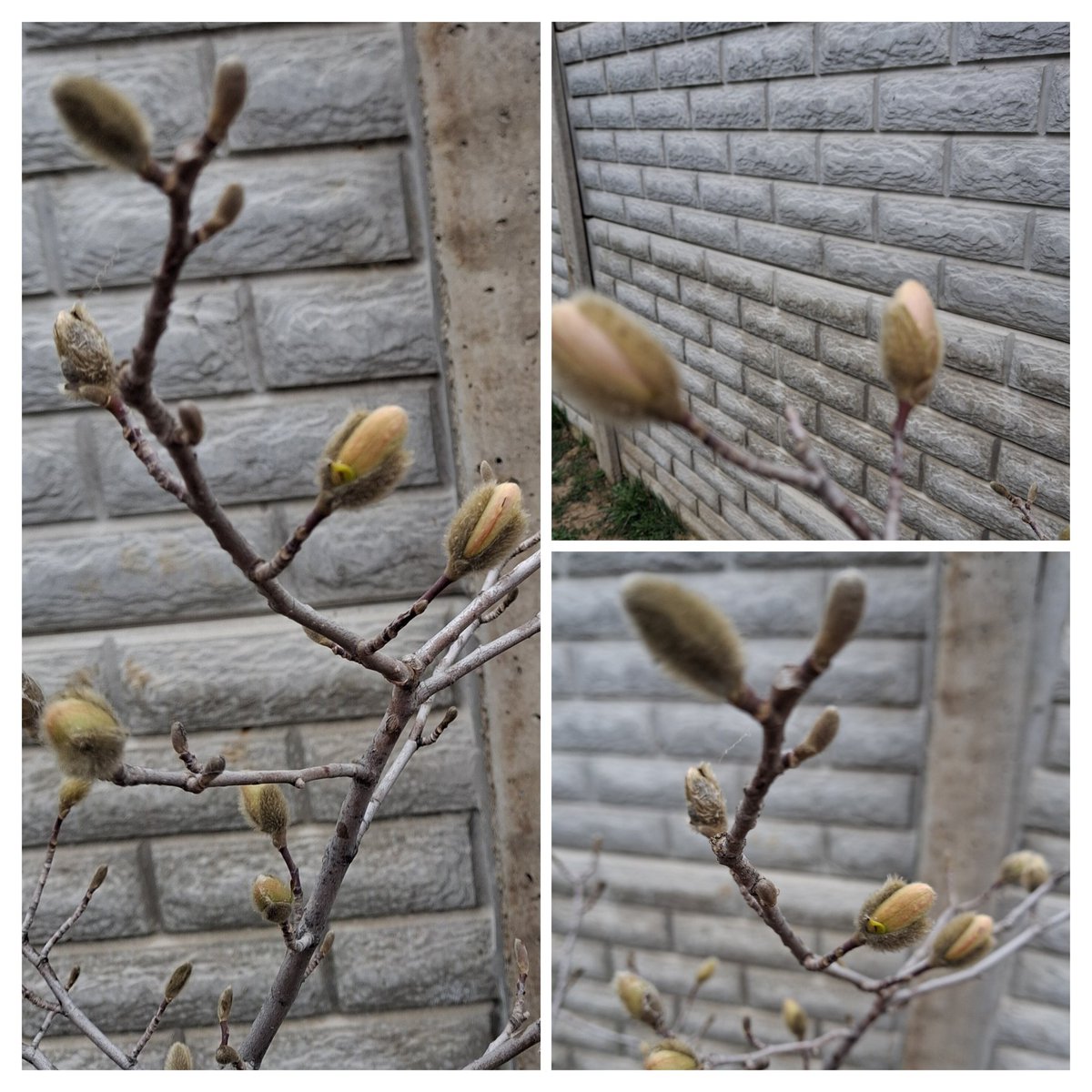 Mariana Munteanu tweet media