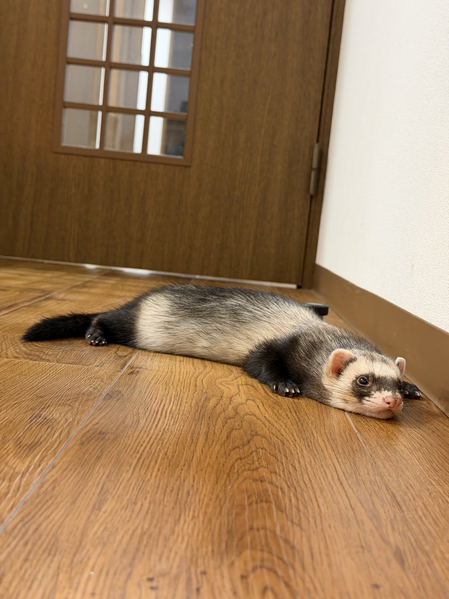 ガッチ tweet media