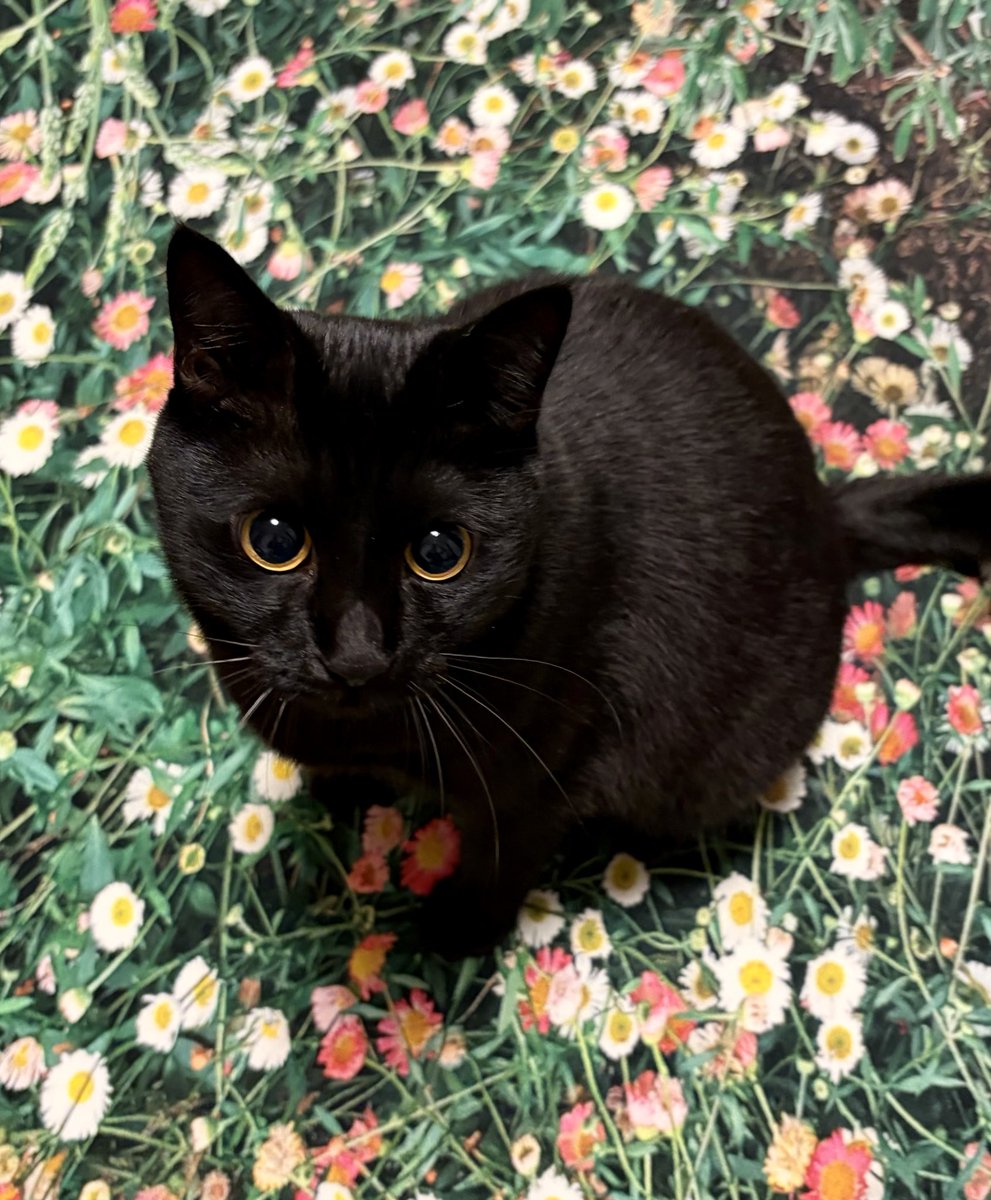 うに3才 tweet media