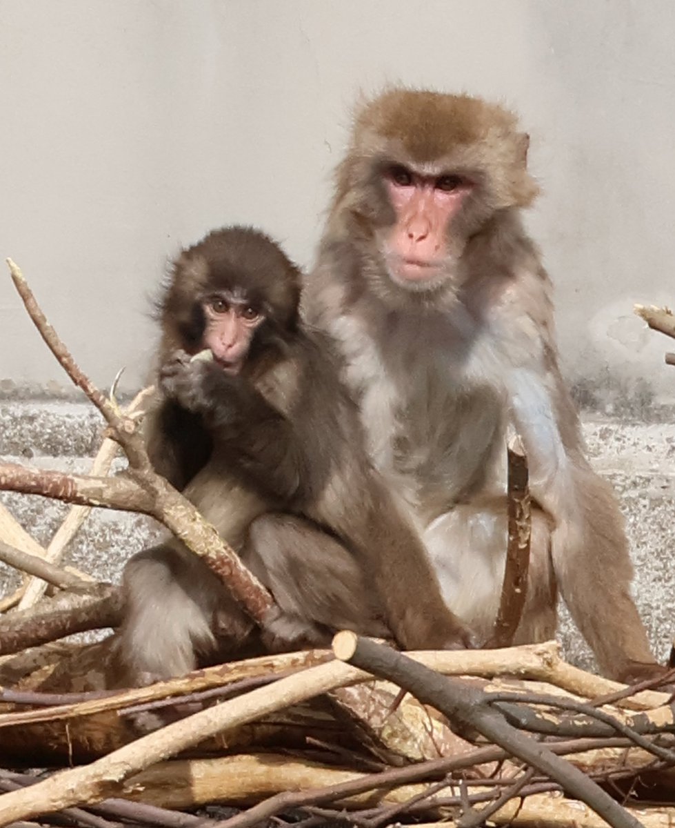 mamimu48's tweet photo. 先輩のお膝の上に座るパンチくん。おじいちゃんと孫のよう🐵🐵
#がんばれパンチ #がんばれ市川市動植物園 #パンチ #市川市動植物園（2026.03.22📷️） https://t.co/xr2BRRTvgq