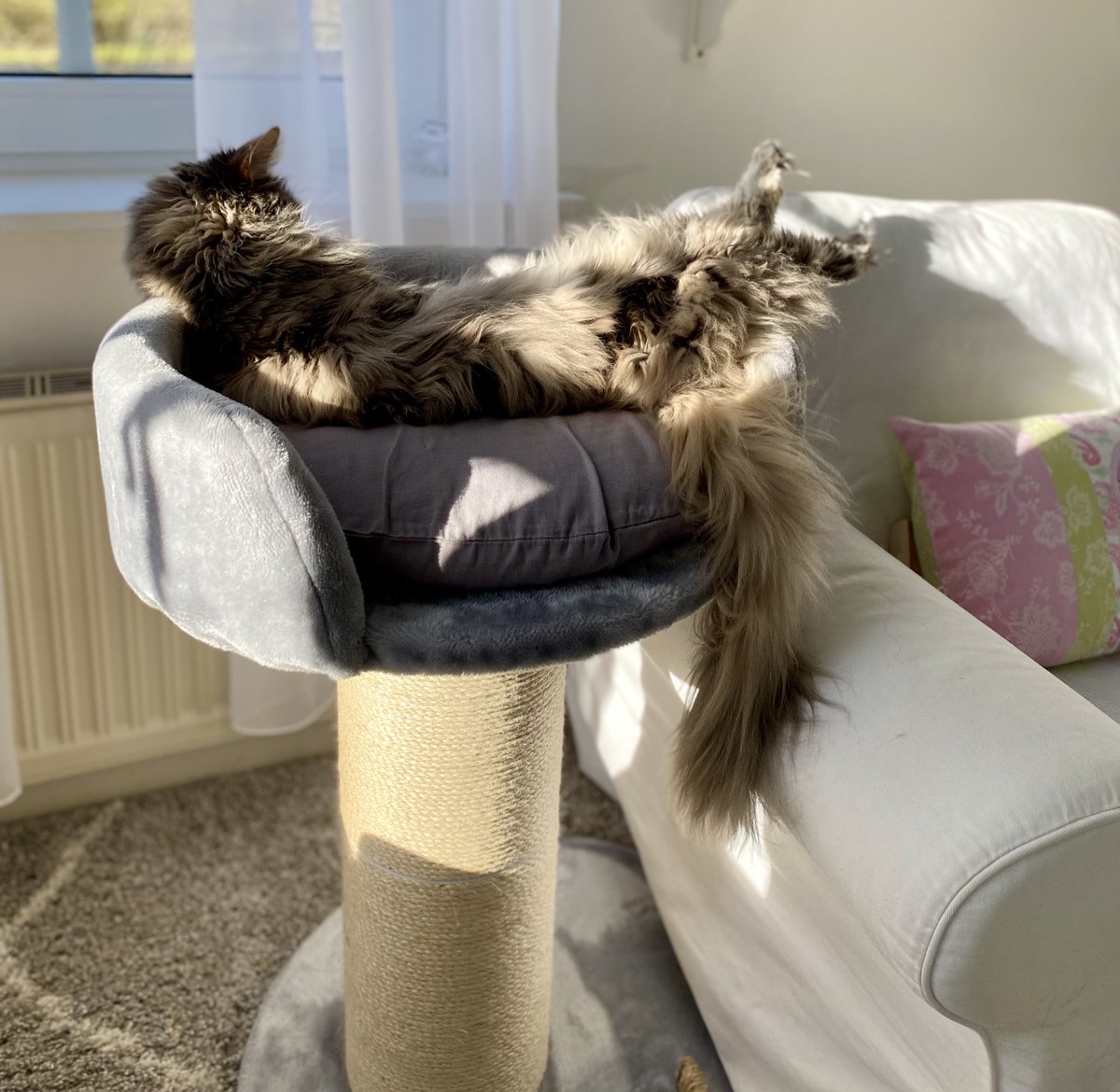 Zazou & Lucy tweet media