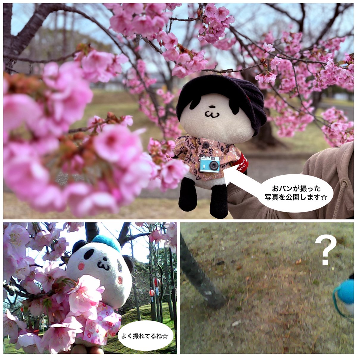 マンボウ tweet media