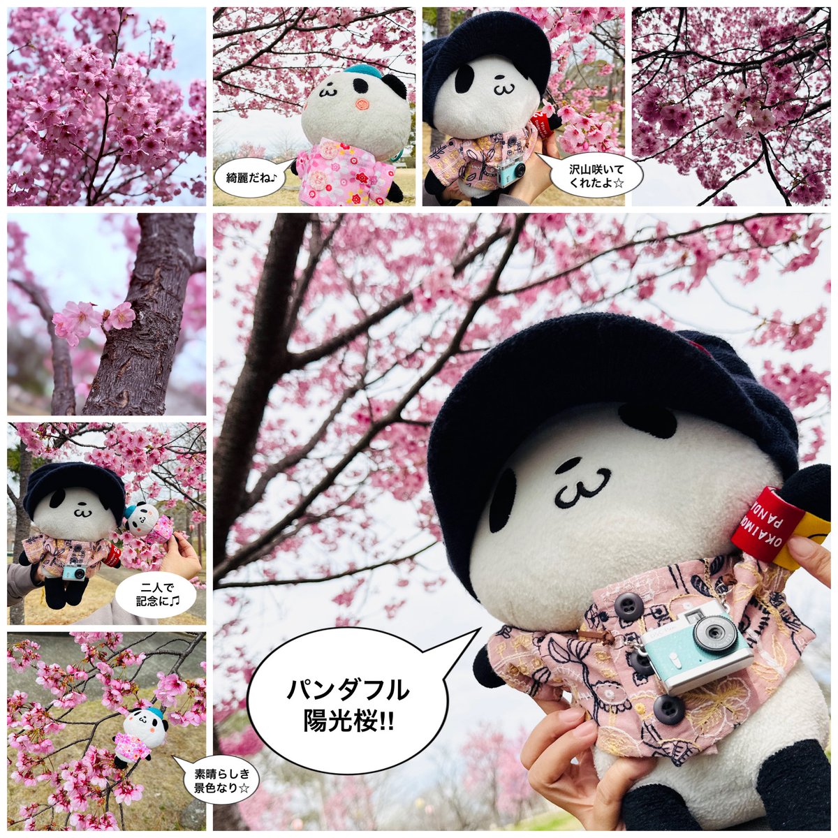 マンボウ tweet media