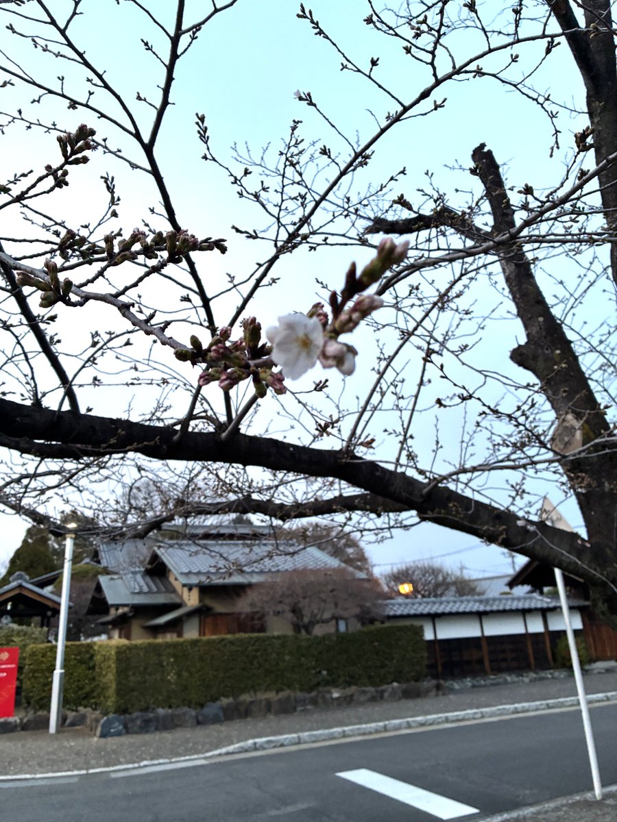 bunkamura2's tweet photo. 今年も文化むらの桜が開花しました🌸
お外の気温も暖かく春の訪れを感じますね。 https://t.co/jlh8a7Npzm