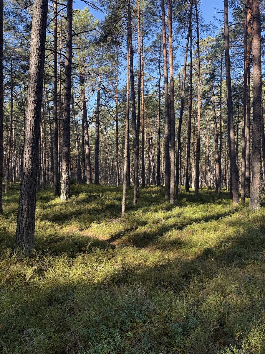 Dziedātājputnu uzskaite. Mežā neierasts klusums. Tikai dažas cekulzīlītes. Neviena zeltgalvīša, nevienas mizložņas. Barga ziema bijusi…