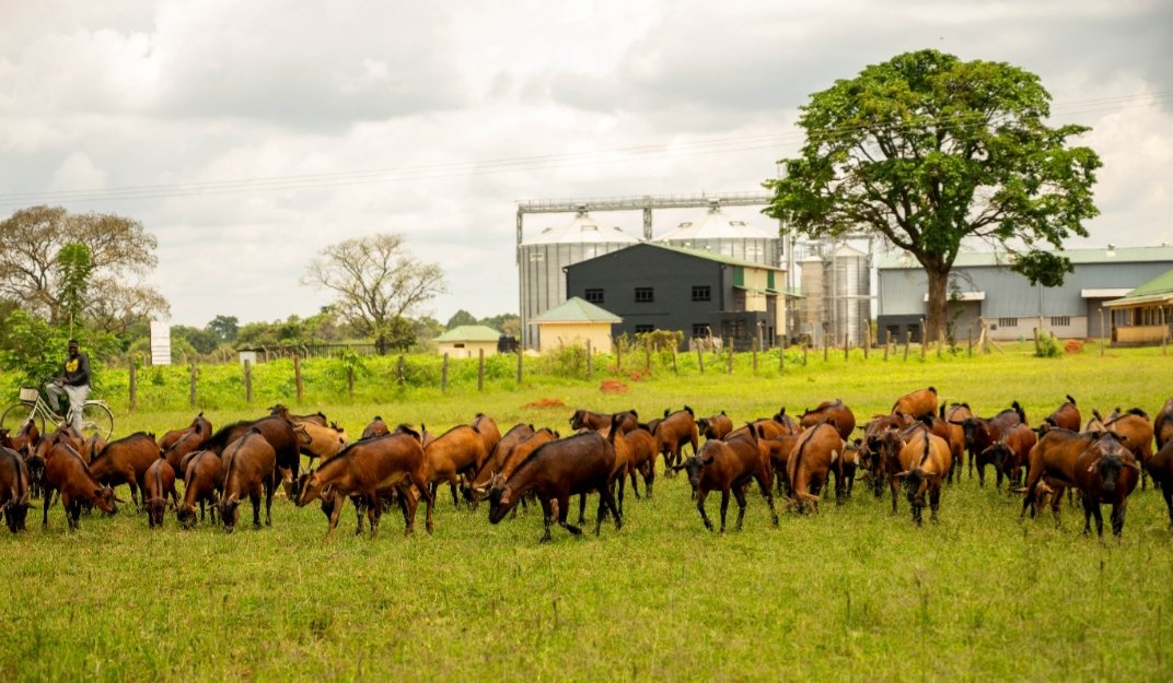 NATIONAL ANIMAL GENETIC RESOURCES CENTRE &DATABANK tweet media
